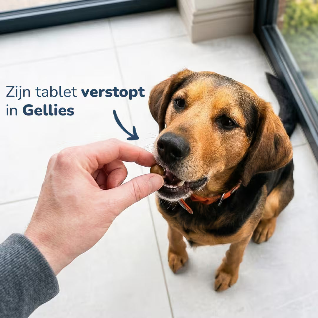 Gellies - Pâte cache-comprimé Poulet & Cheddar